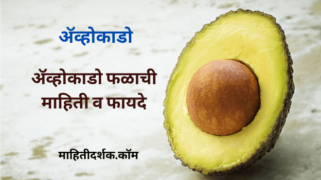 Avocado in Marathi